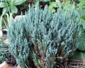 Juniperus horizontalis 'Saxatilis' 